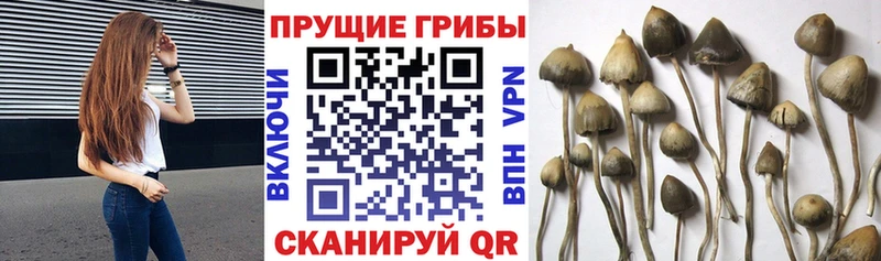 Купить закладки  Дальнегорск  Галлюциногенные грибы Cubensis 